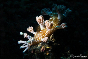 Marionia sp. 6/Photographed with a Canon 60 mm macro lens... by Laurie Slawson 